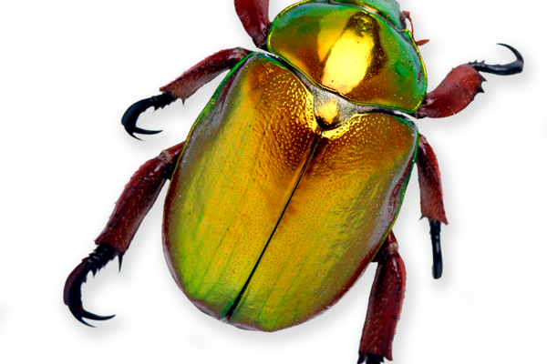 Detail Insects Image Nomer 19