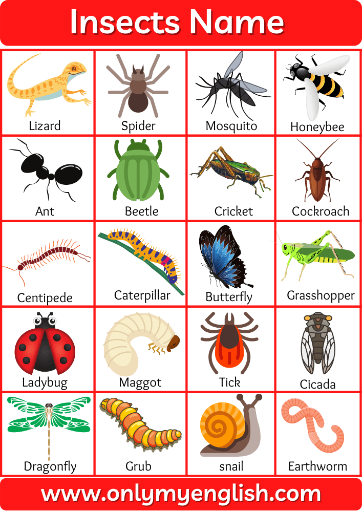 Detail Insects Image Nomer 4