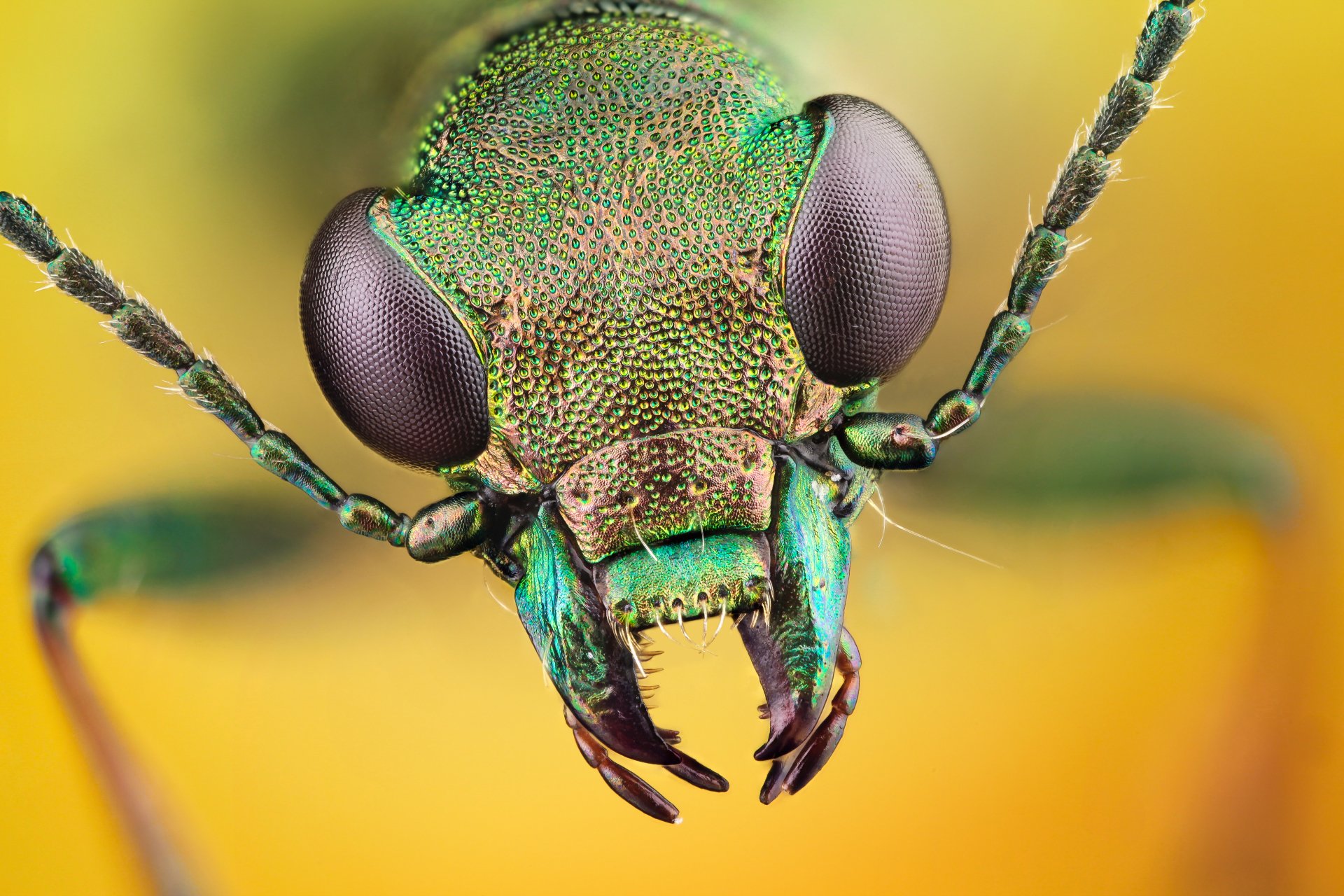 Insects Wallpapers - KibrisPDR