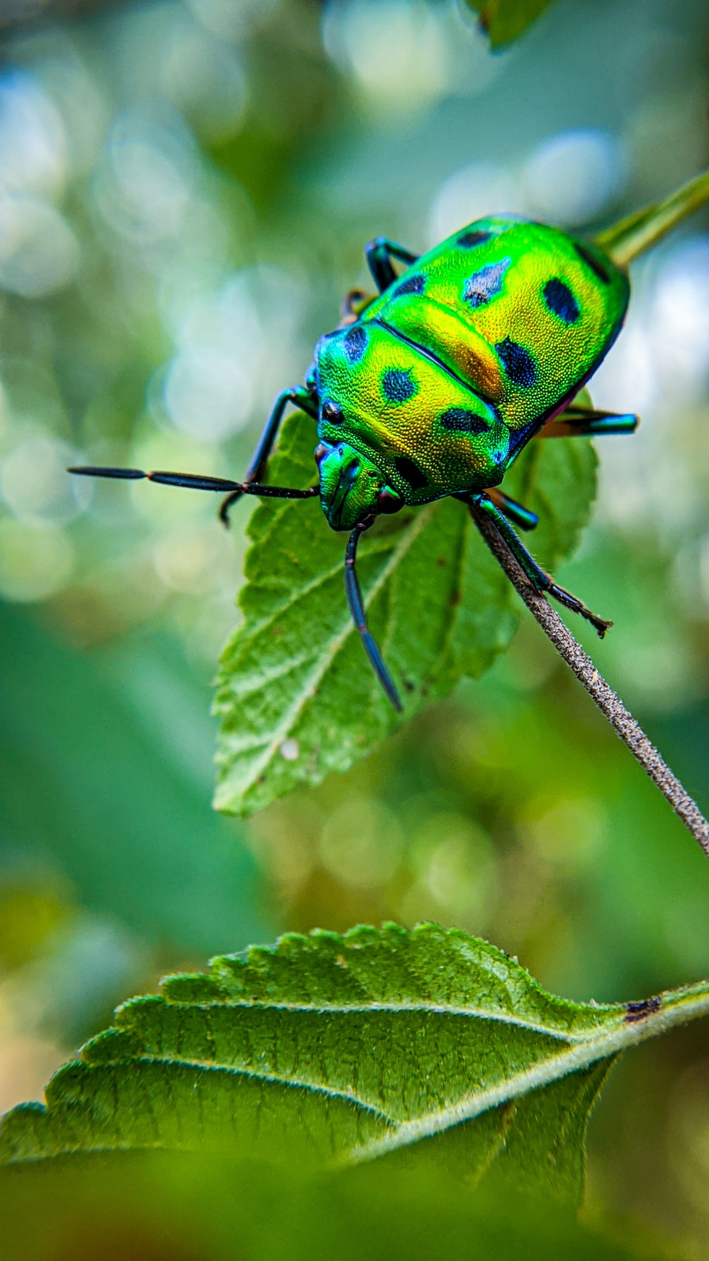 Download Insects Wallpapers Nomer 30