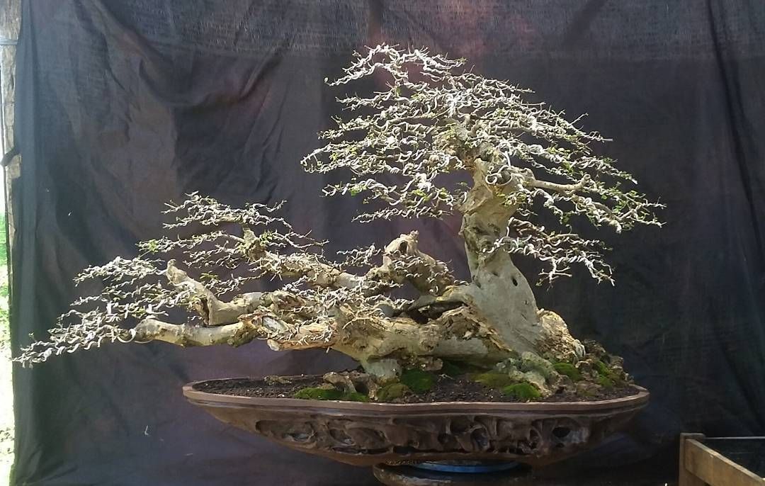 Detail Inspirasi Bonsai Serut Nomer 25