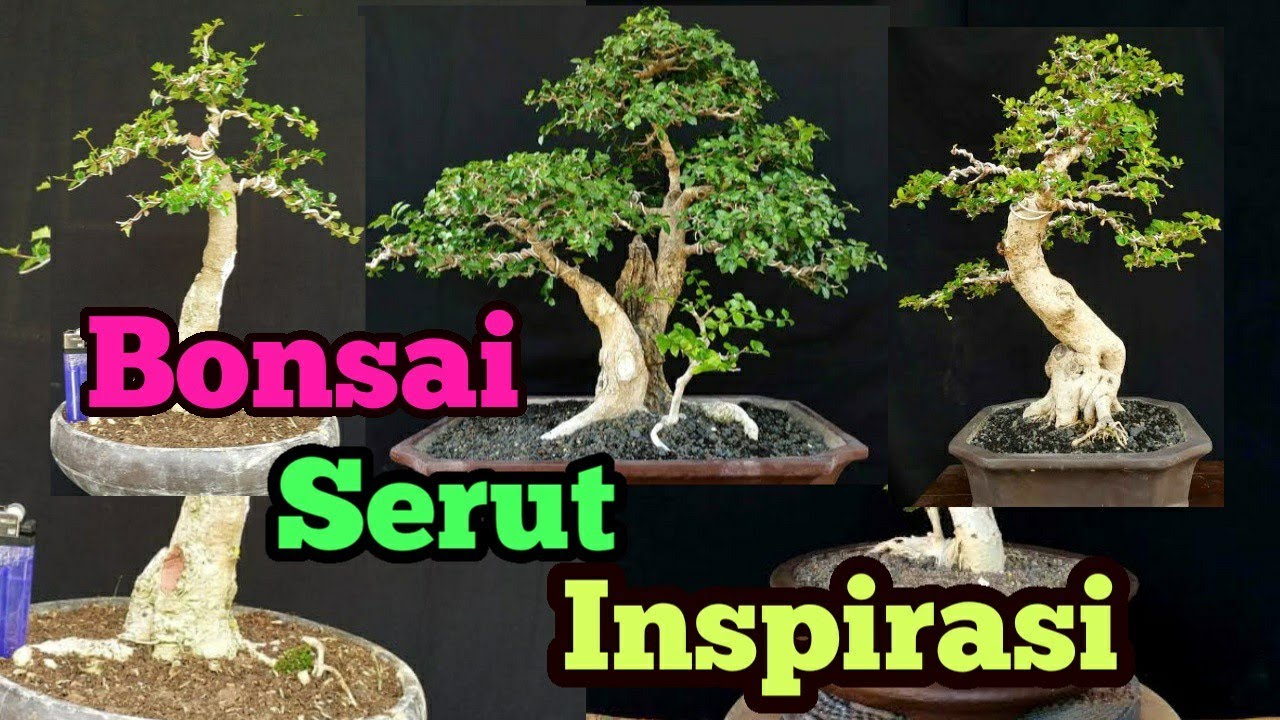 Detail Inspirasi Bonsai Serut Nomer 9