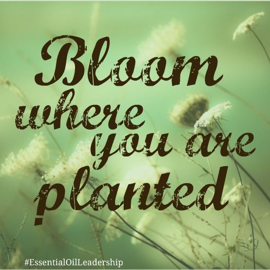 Detail Inspirational Quotes About Essential Oils Nomer 22