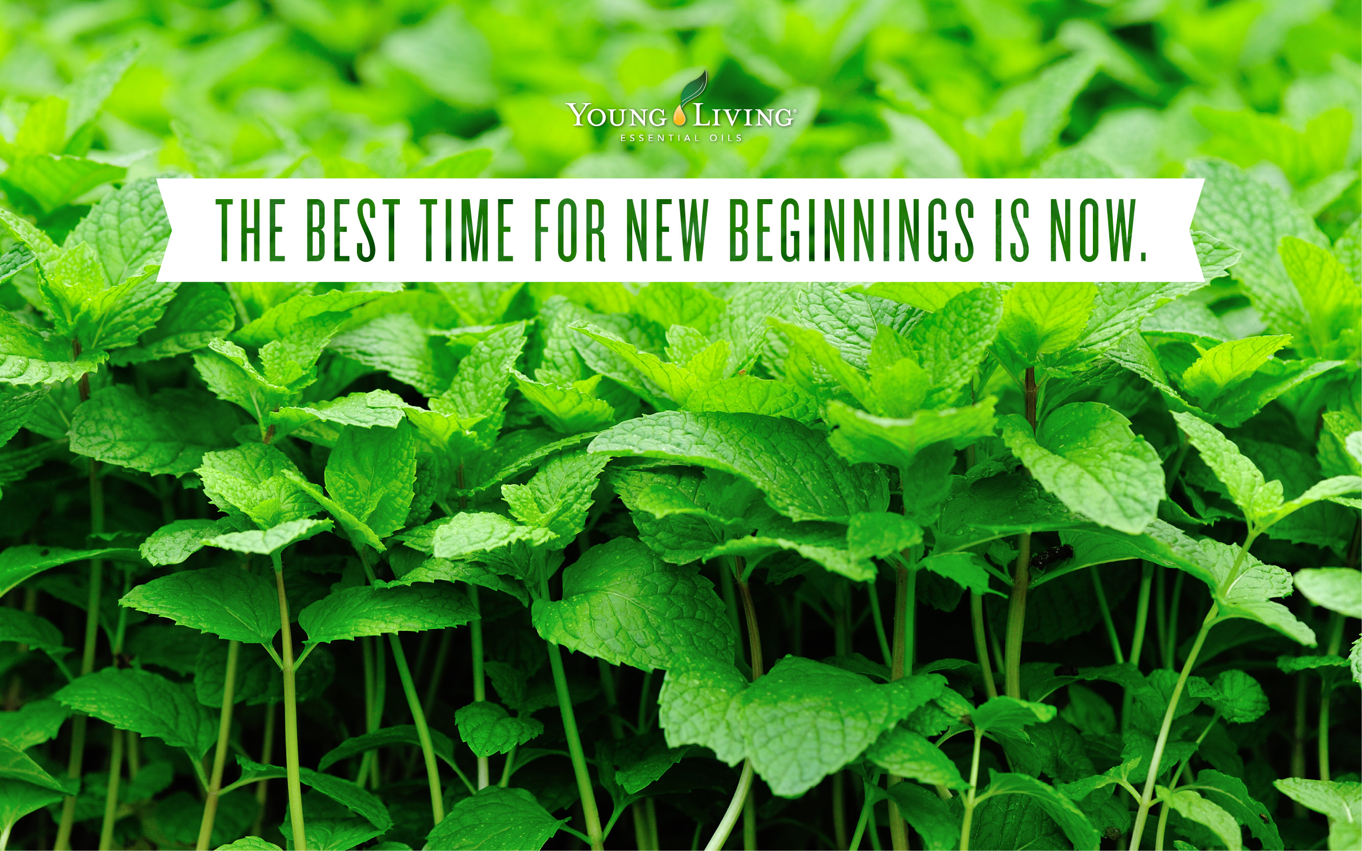 Detail Inspirational Quotes About Essential Oils Nomer 5