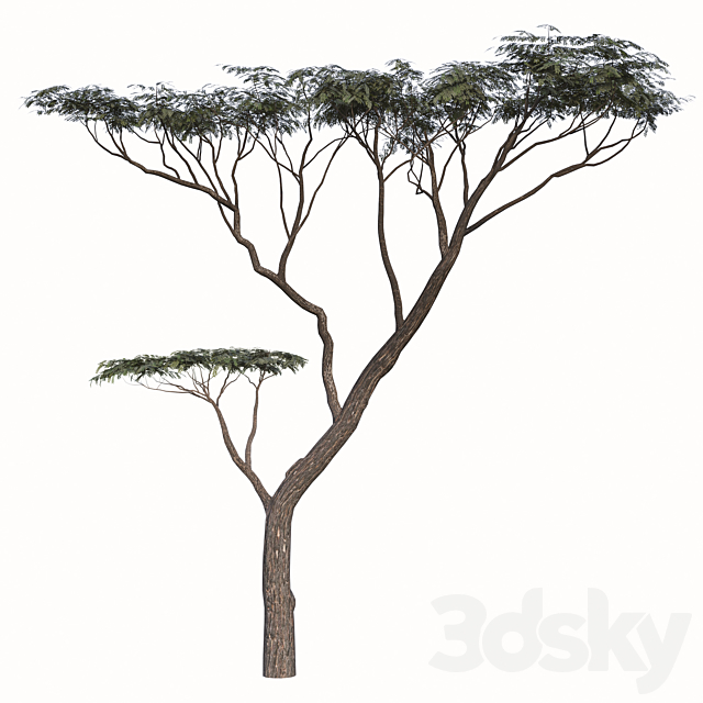 Detail Acacia Tree Model Nomer 13