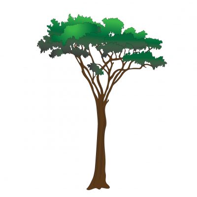 Detail Acacia Tree Model Nomer 15