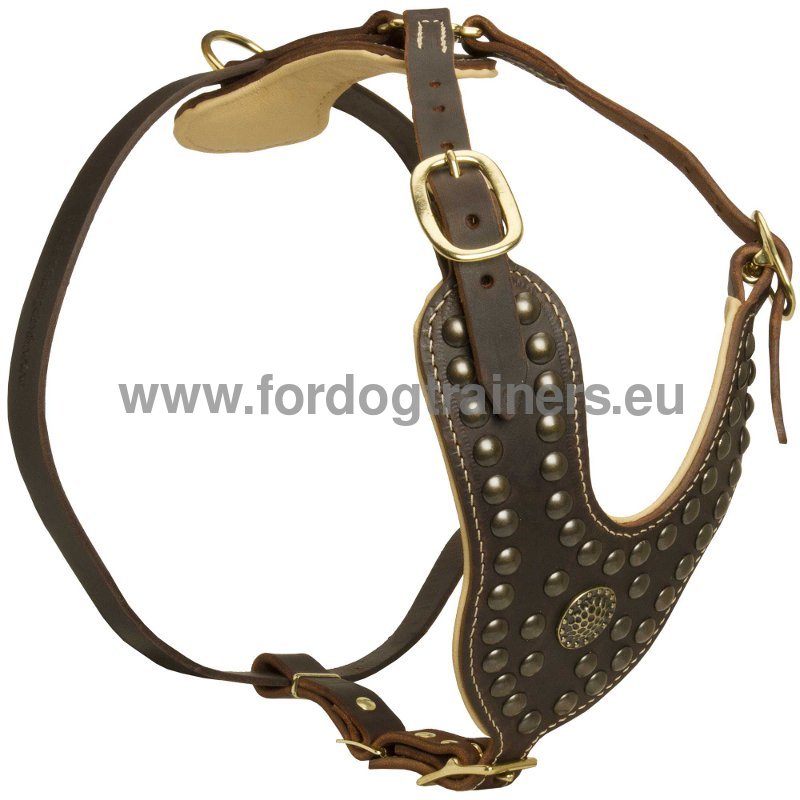 Detail Cane Corso Halsband Nomer 4