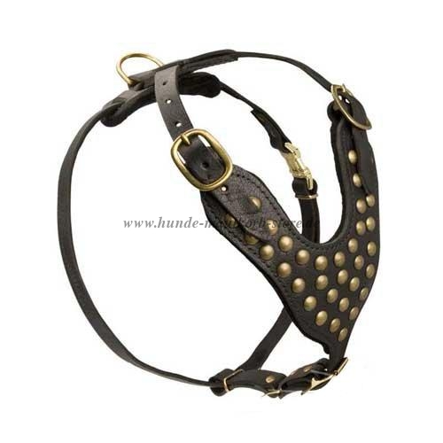 Detail Cane Corso Halsband Nomer 8