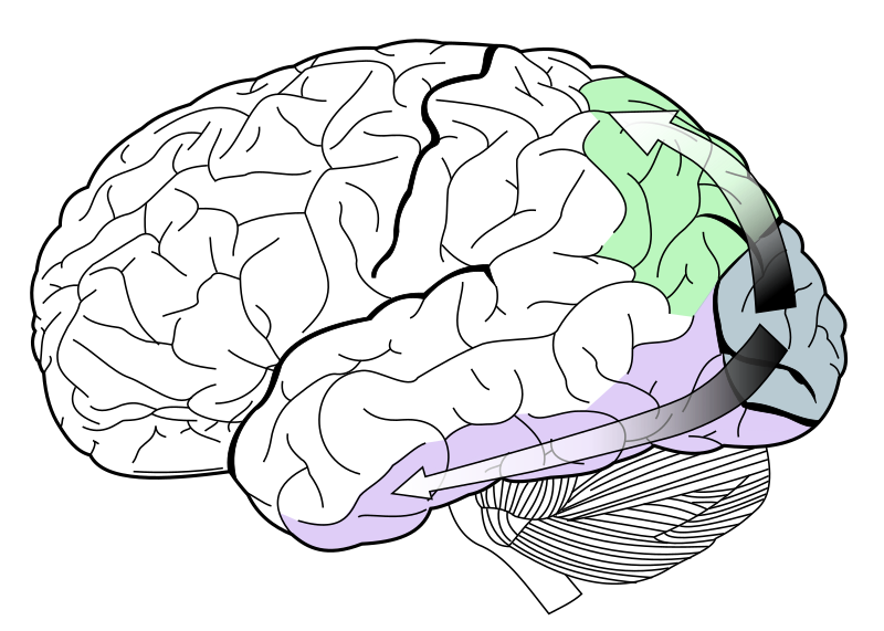 Detail Dual Stream Model Nomer 4