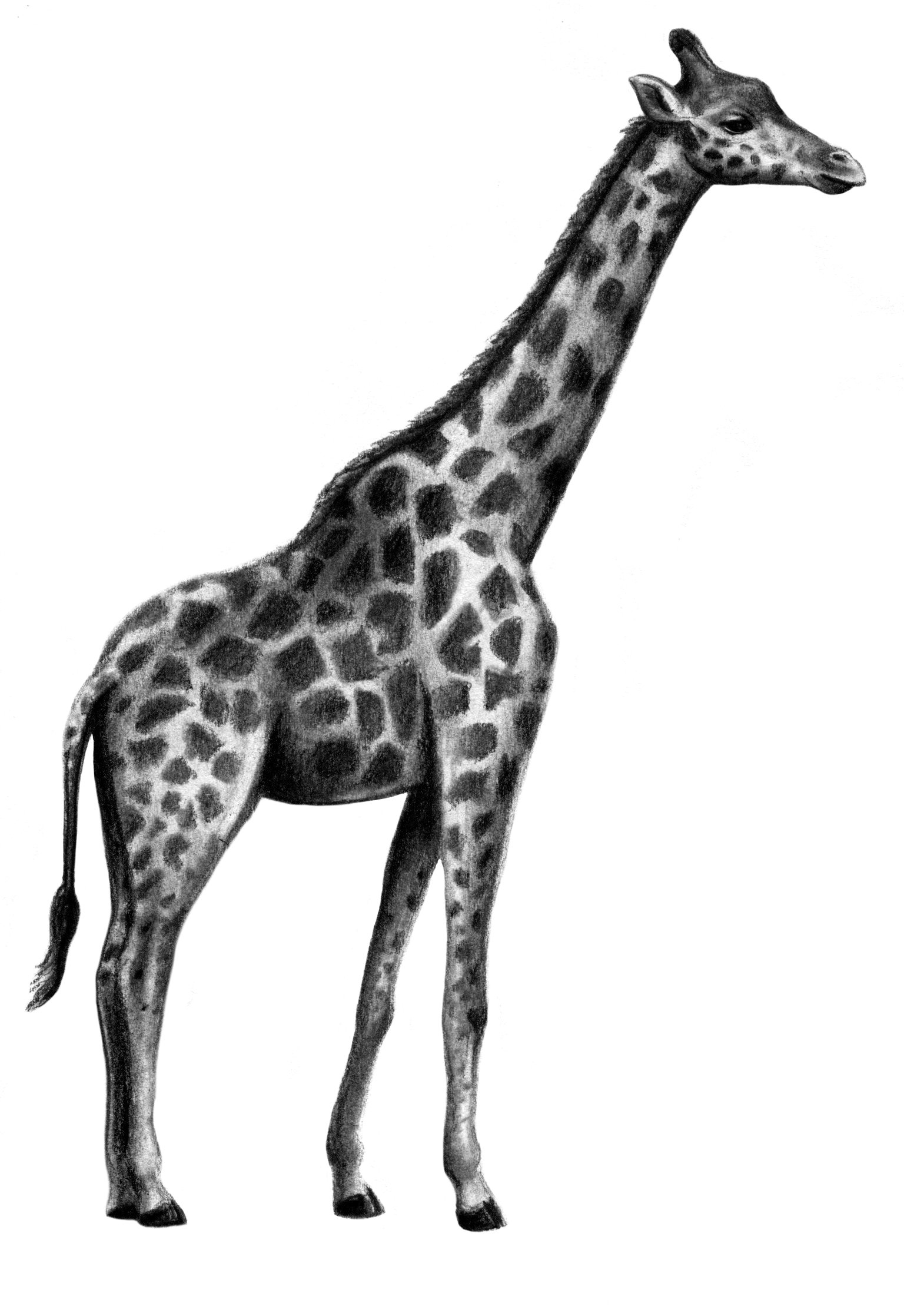 Giraffe Zeichnen Bleistift - KibrisPDR