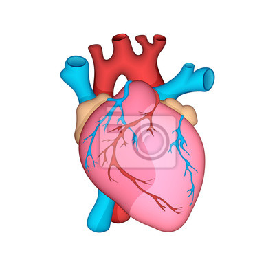 Herz Zeichnung Anatomisch - KibrisPDR