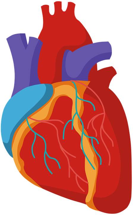 Detail Herz Zeichnung Anatomisch Nomer 15