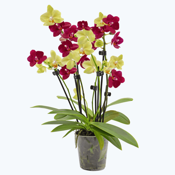 Detail Orchidee Knospen Werden Braun Nomer 10