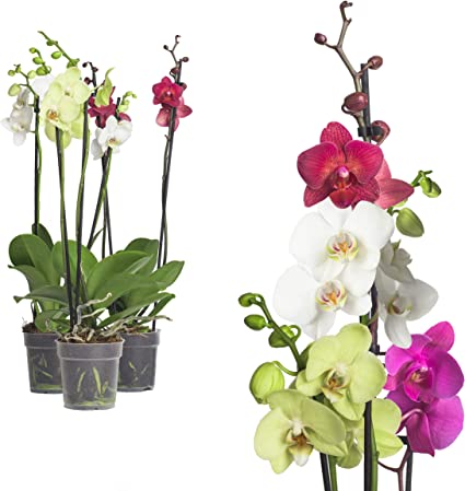 Detail Orchidee Knospen Werden Braun Nomer 11