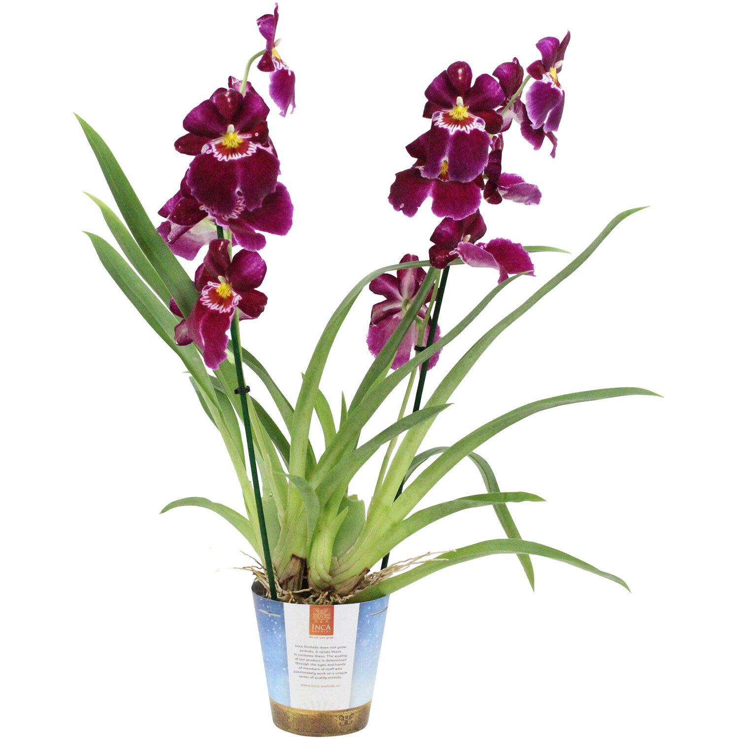 Detail Orchidee Knospen Werden Braun Nomer 20