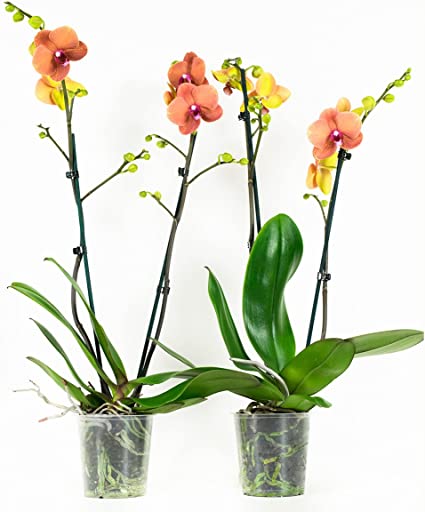 Detail Orchidee Knospen Werden Braun Nomer 24