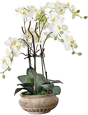 Detail Orchidee Knospen Werden Braun Nomer 3