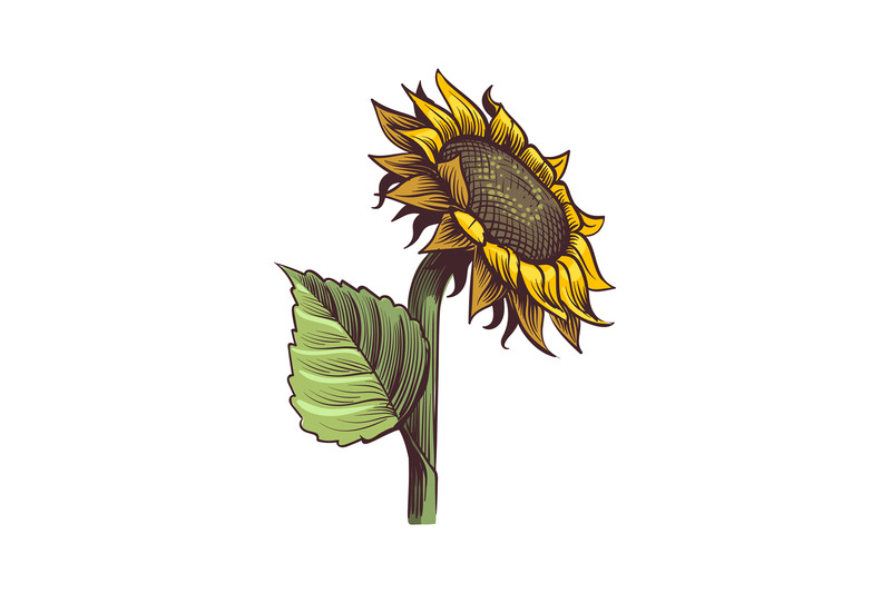 Detail Sunflower Shape Nomer 7