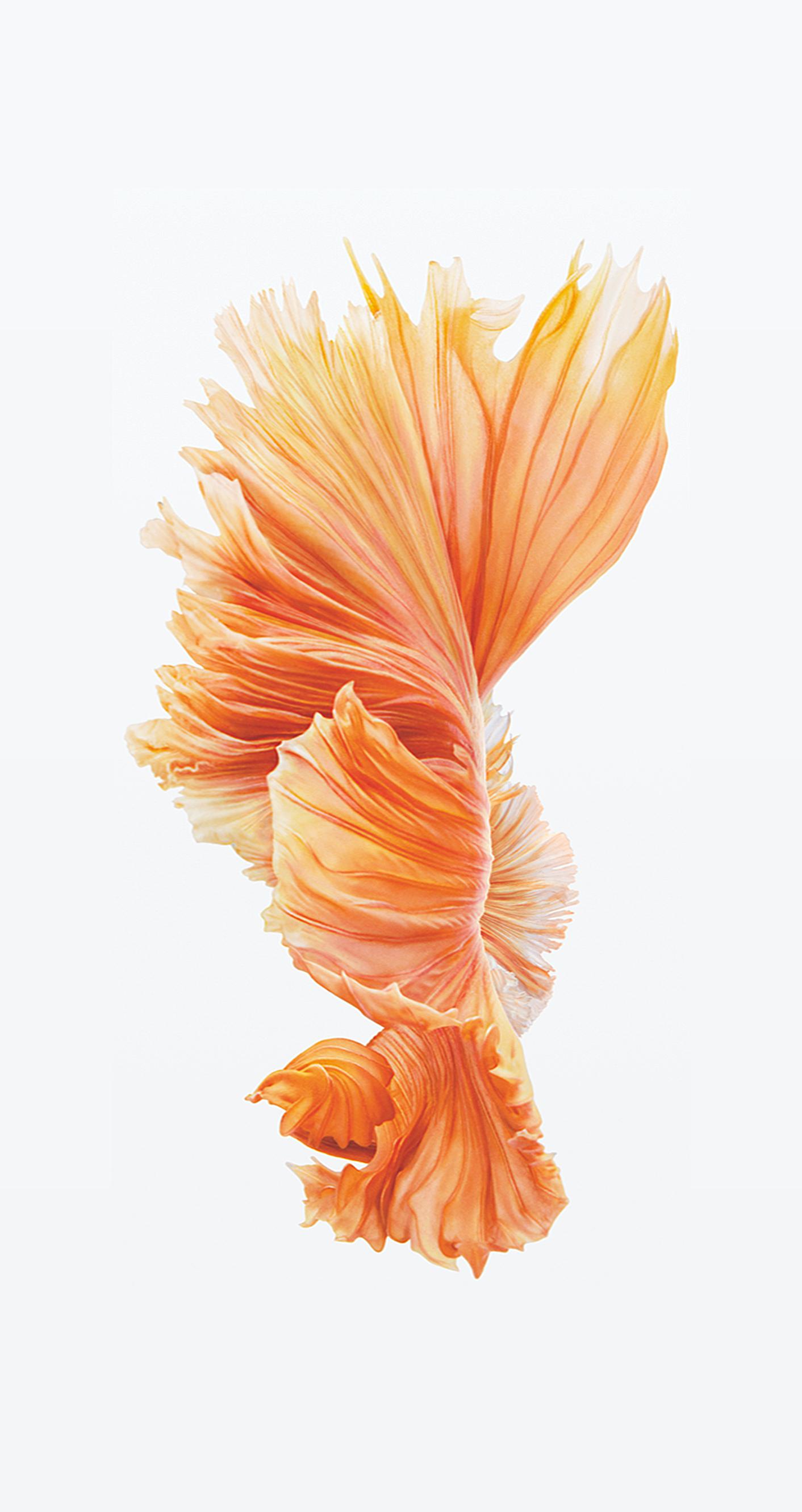 Detail Iphone 6s Plus Wallpaper Hd Nomer 11