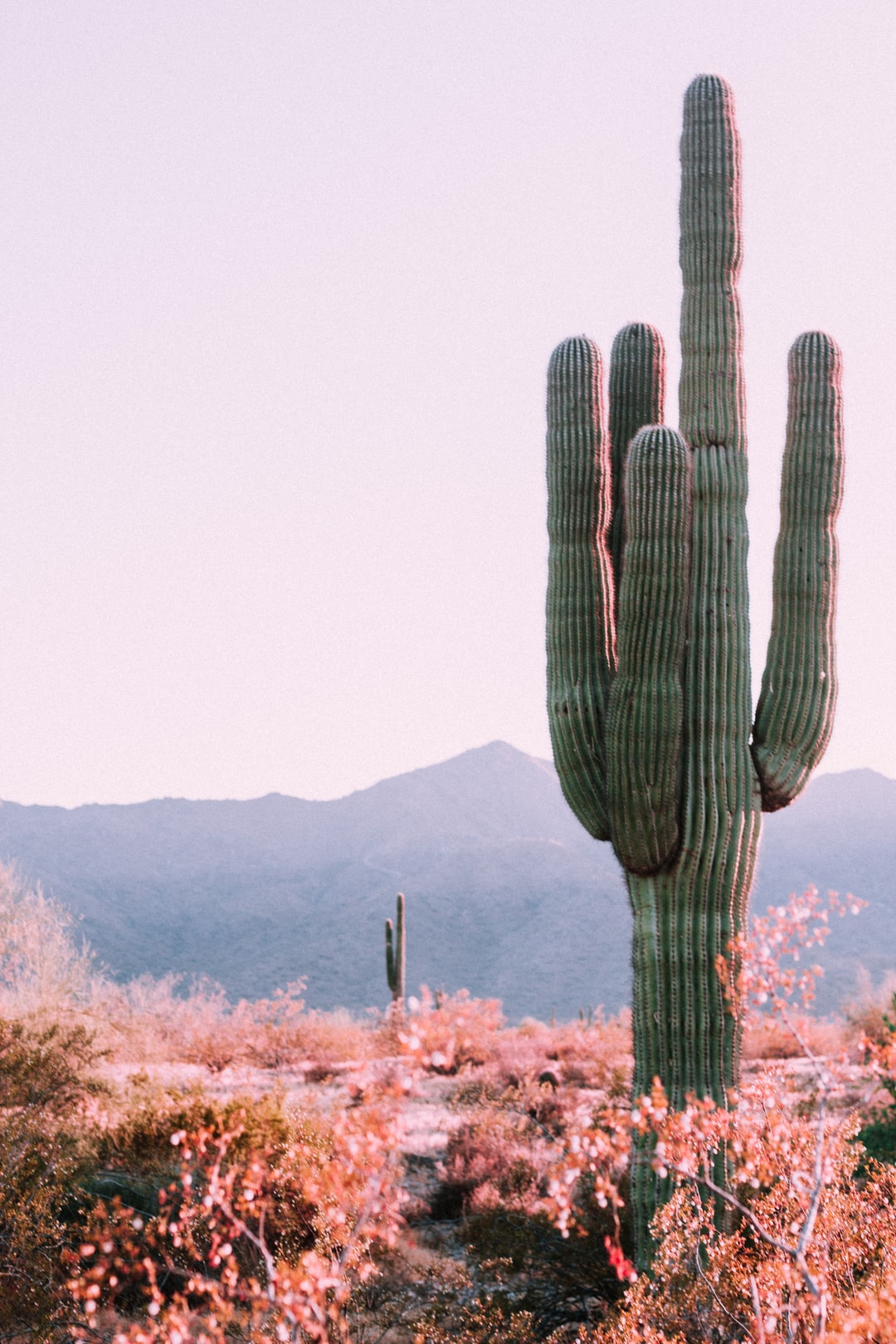 Iphone Cactus Background - KibrisPDR