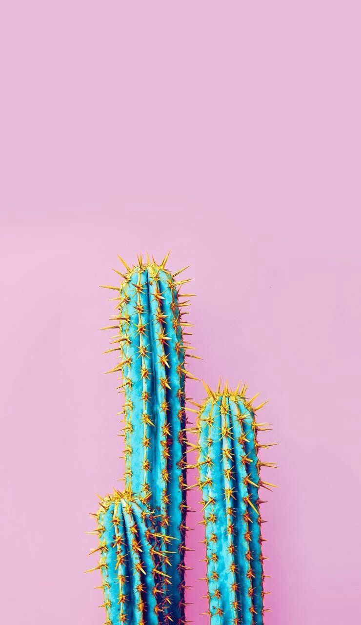 Detail Iphone Cactus Background Nomer 2