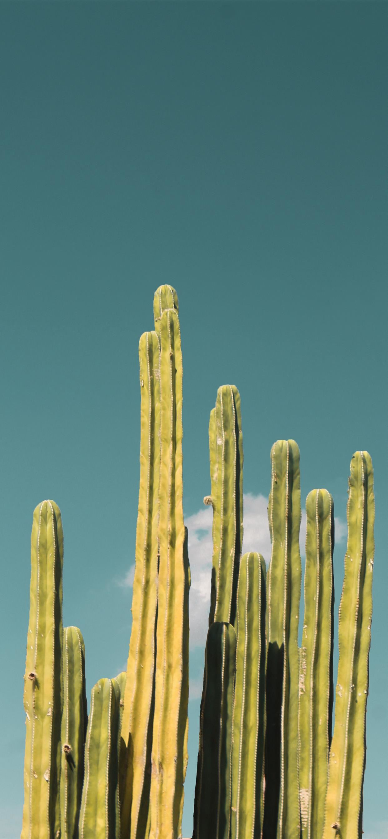 Detail Iphone Cactus Background Nomer 14