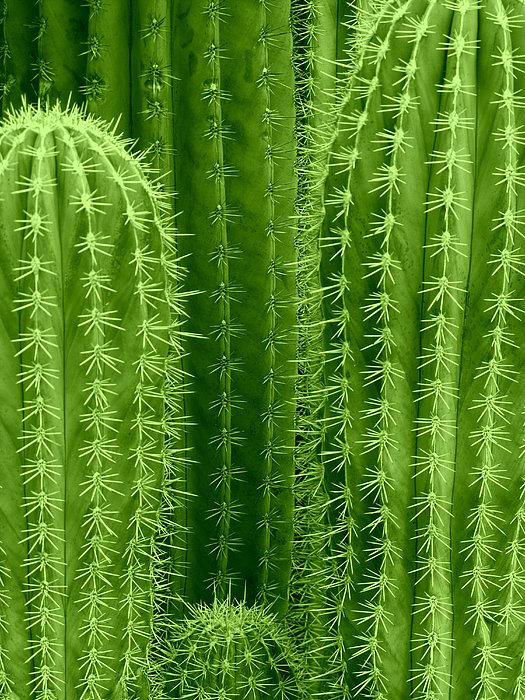 Detail Iphone Cactus Background Nomer 31