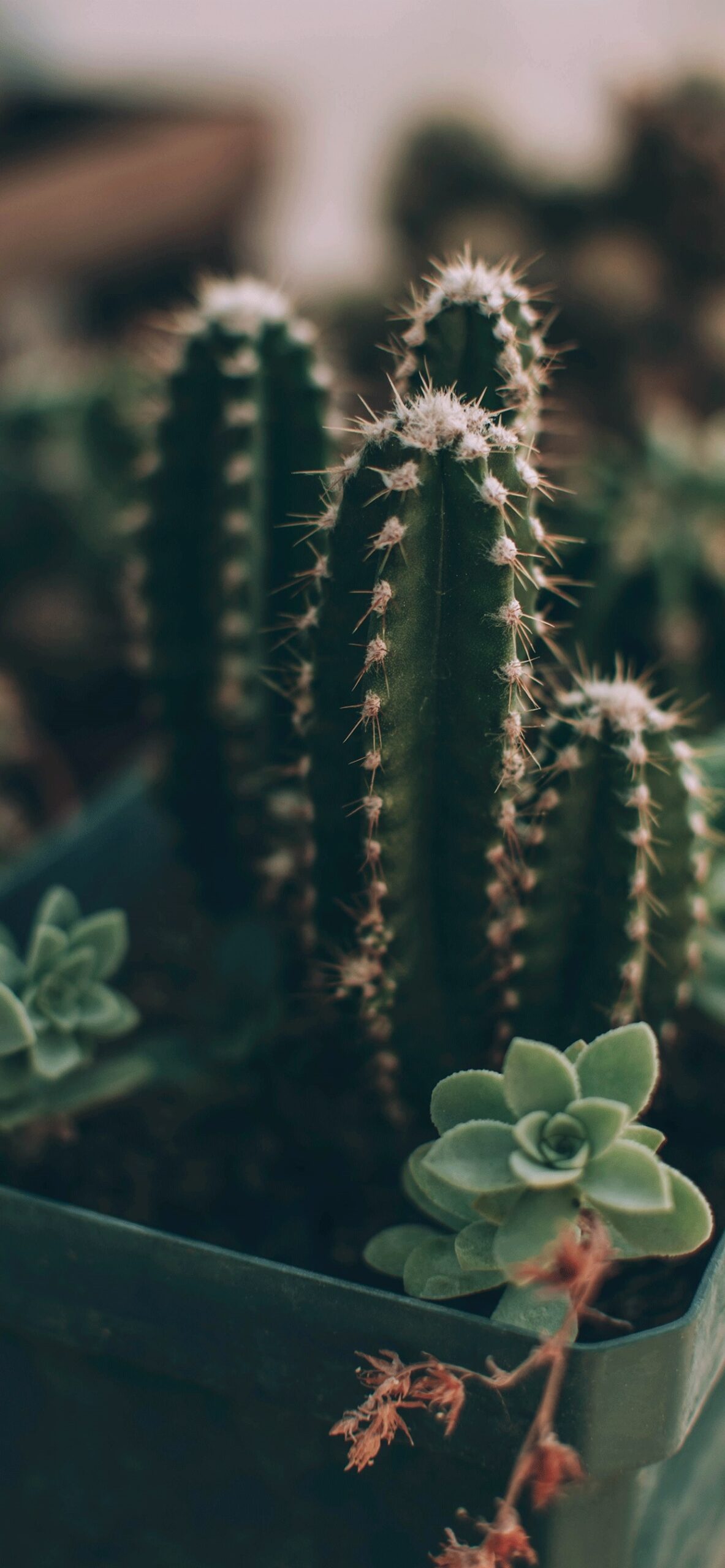 Detail Iphone Cactus Background Nomer 53