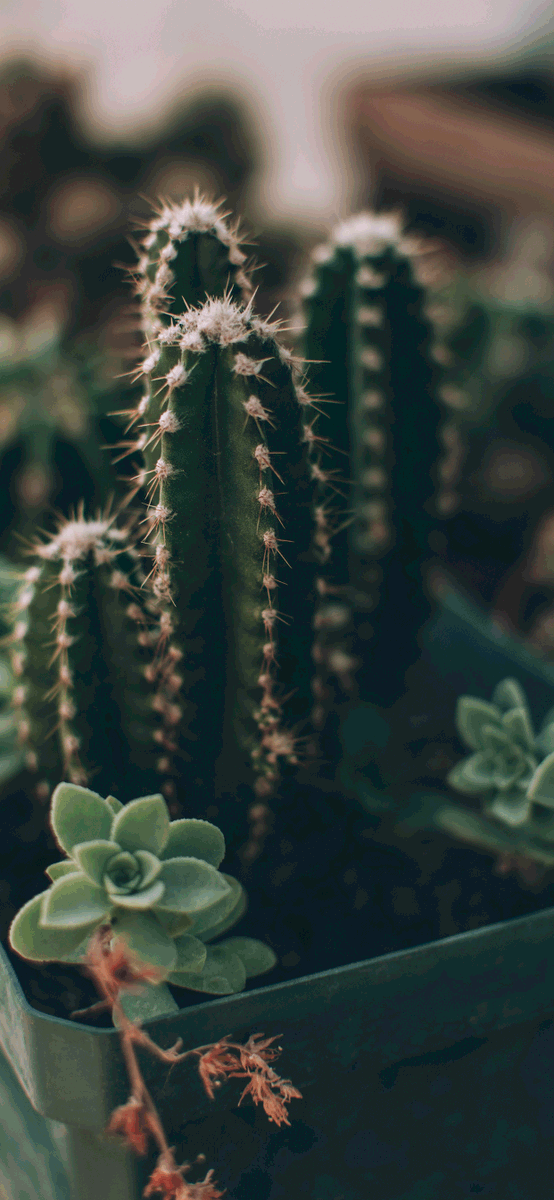 Detail Iphone Cactus Background Nomer 10