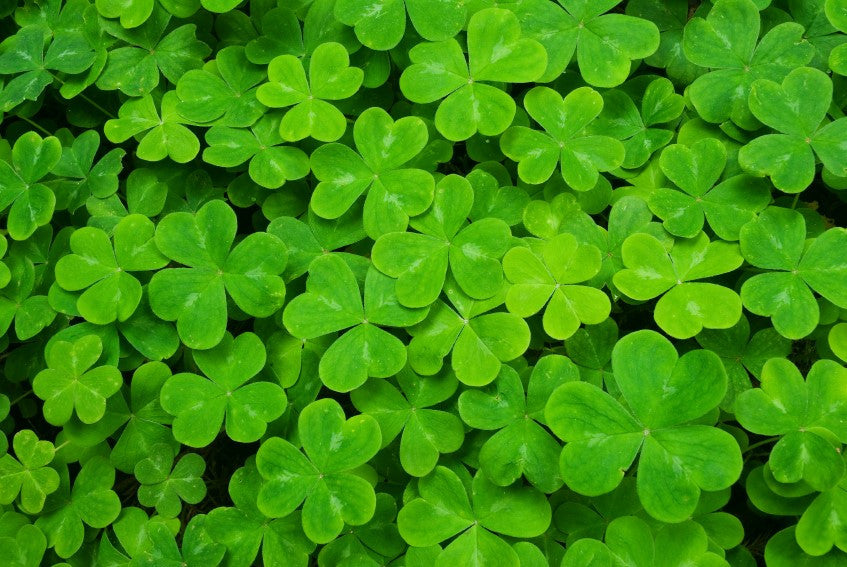 Detail Irish Clover Images Nomer 25