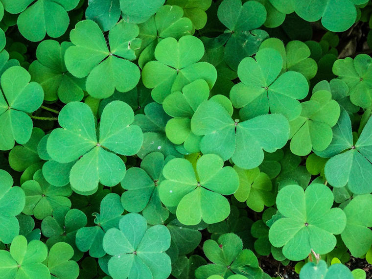 Detail Irish Clover Images Nomer 28