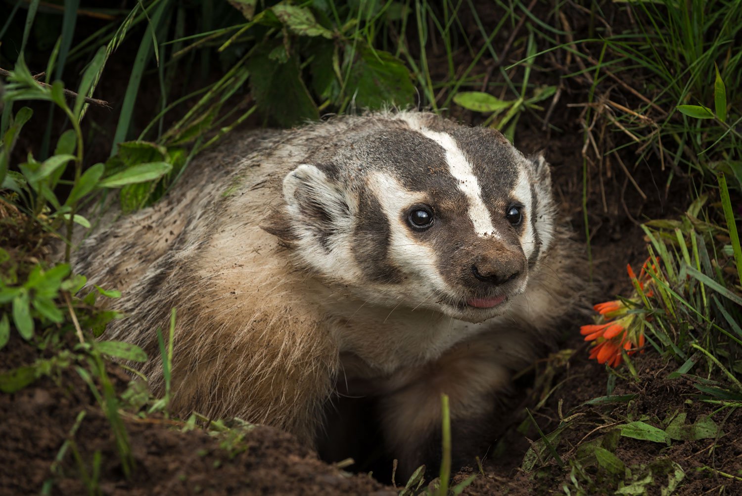 Detail Is A Badger An Omnivore Nomer 21