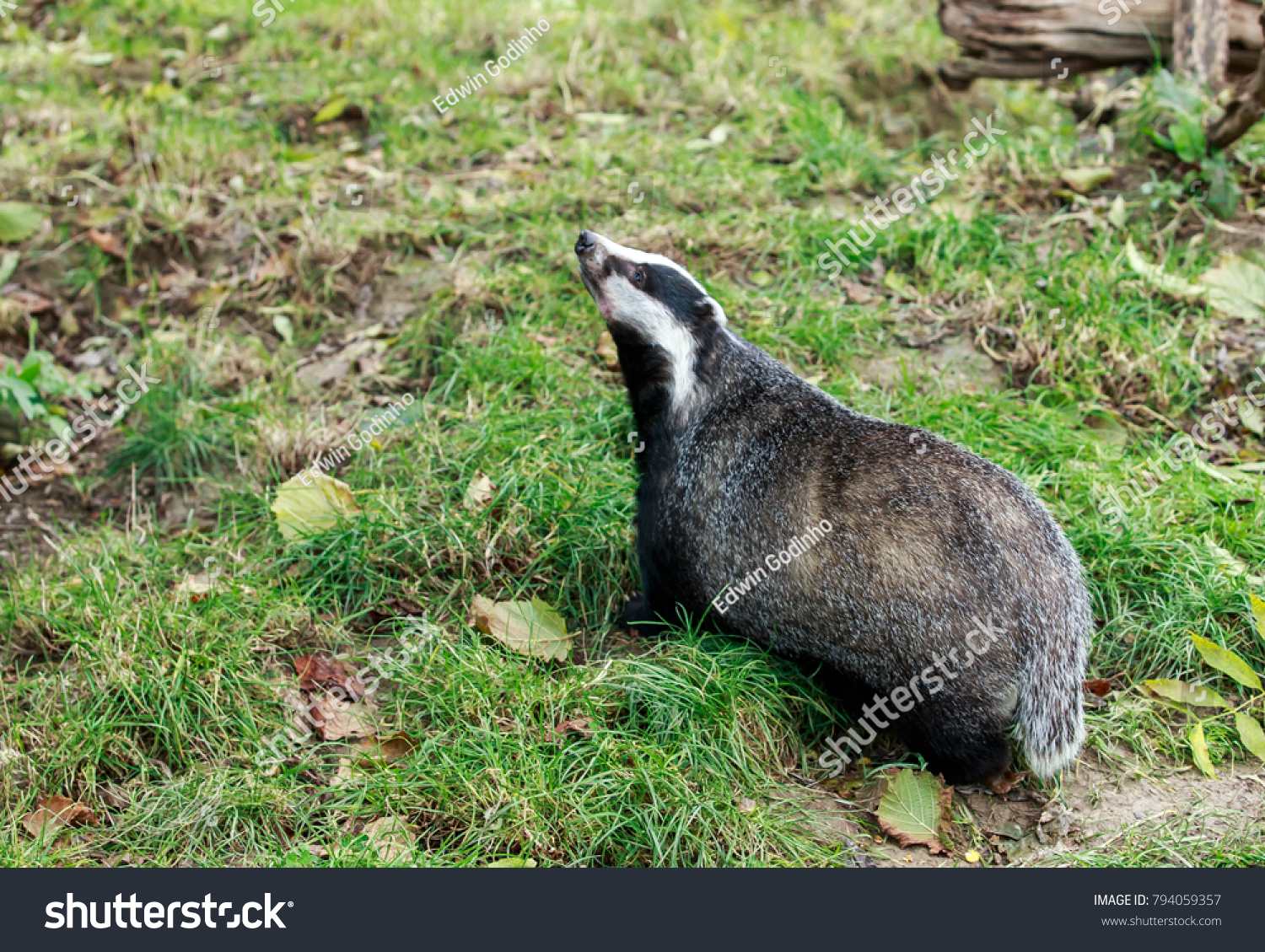 Detail Is A Badger An Omnivore Nomer 47