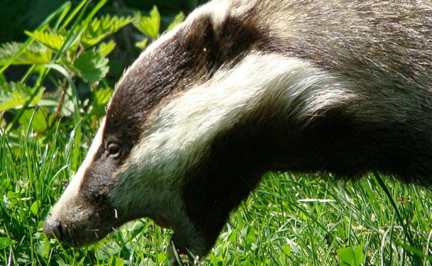 Detail Is A Badger An Omnivore Nomer 55