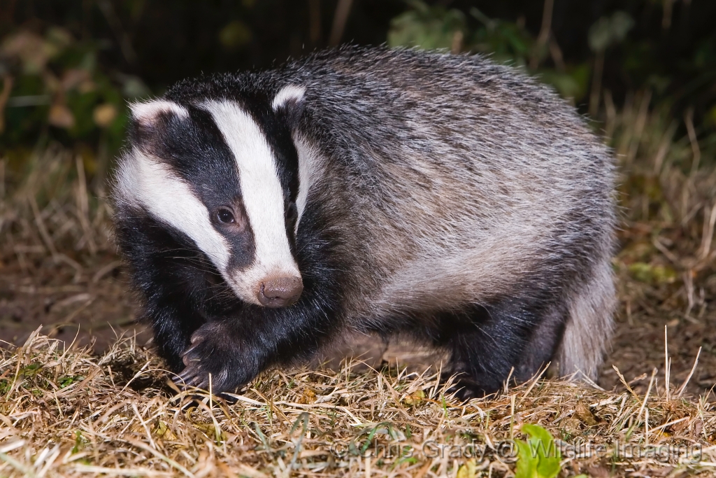 Detail Is A Badger An Omnivore Nomer 8