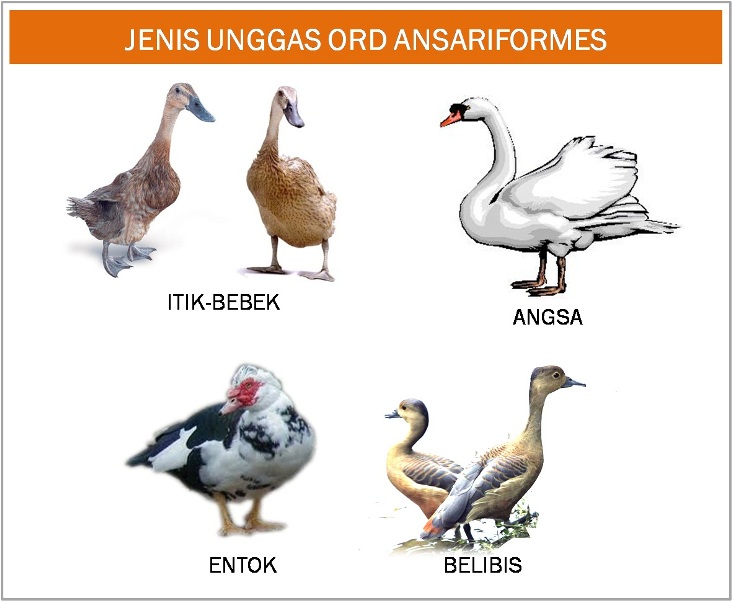Itik Dan Angsa - KibrisPDR