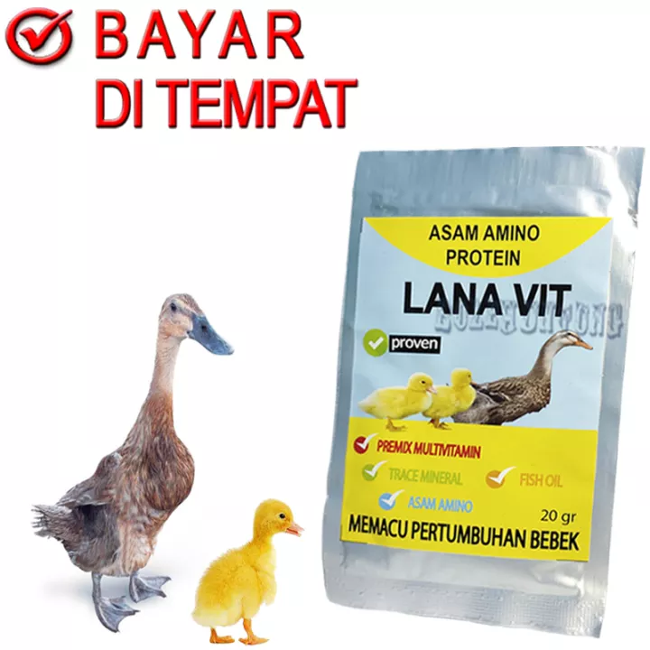 Detail Itik Dan Angsa Nomer 27