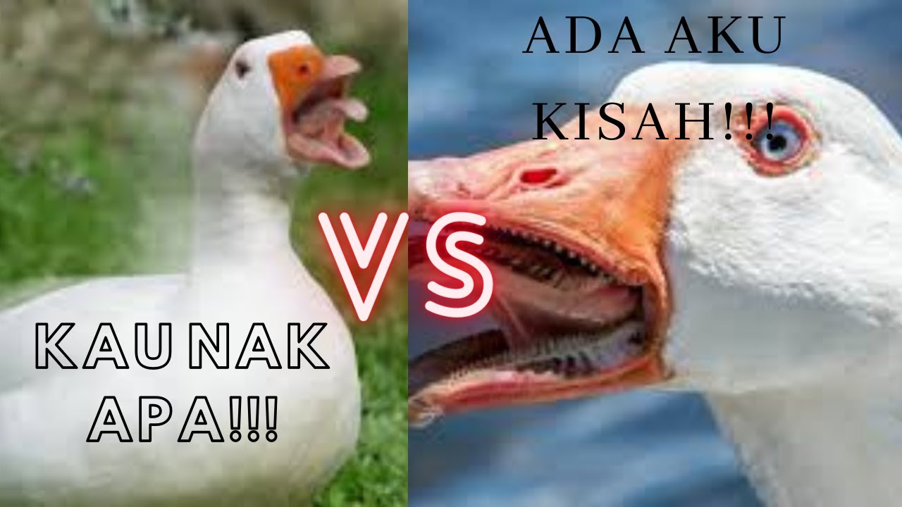 Detail Itik Dan Angsa Nomer 3