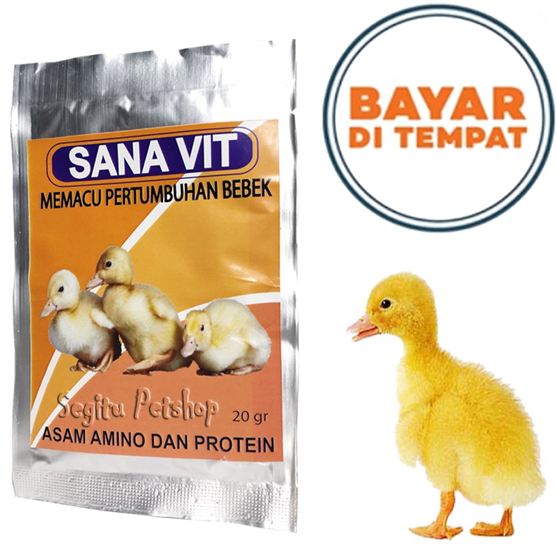 Detail Itik Dan Angsa Nomer 29