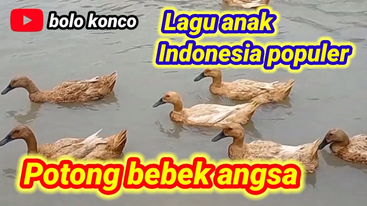 Detail Itik Dan Angsa Nomer 37