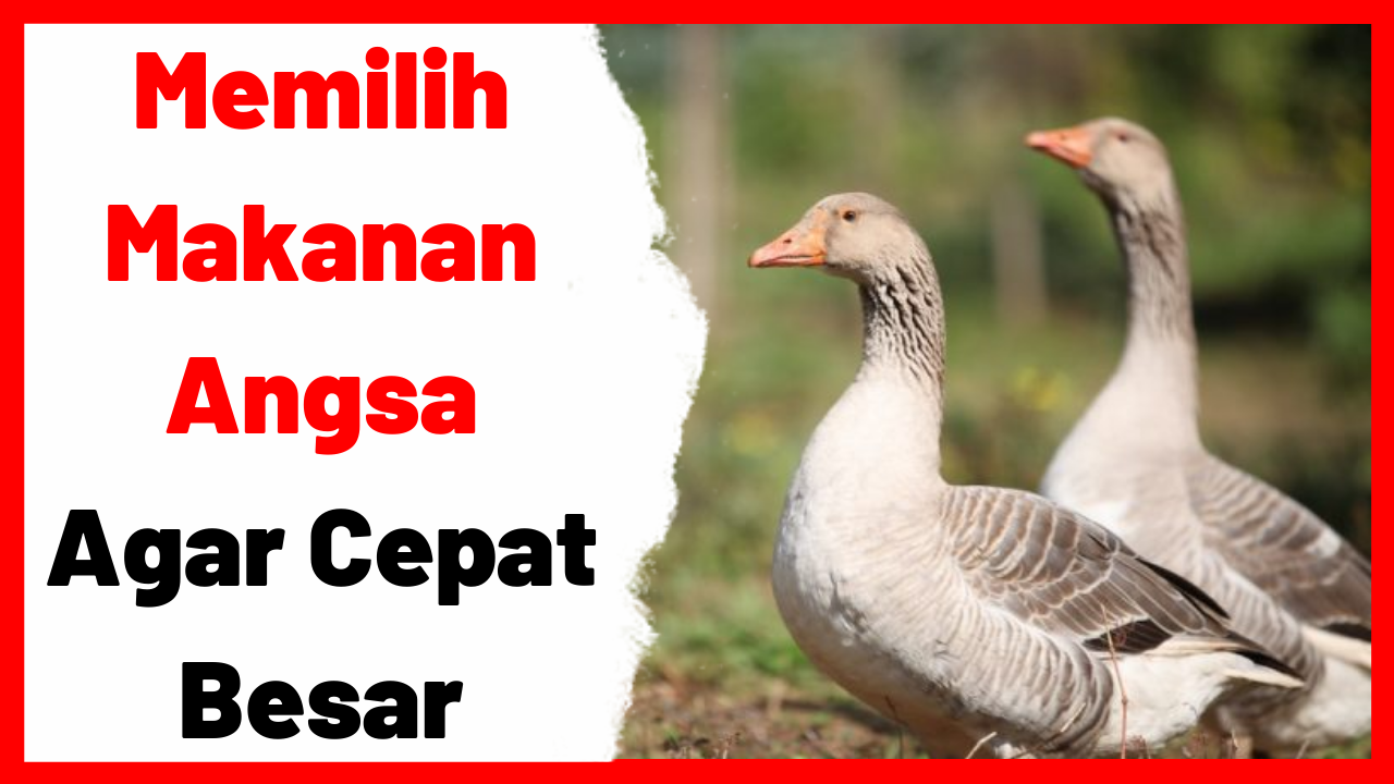 Detail Itik Dan Angsa Nomer 44