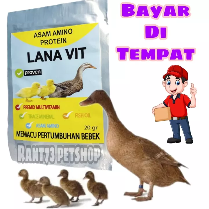 Detail Itik Dan Angsa Nomer 49