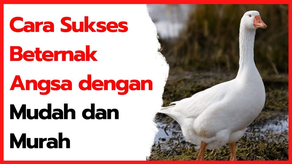 Detail Itik Dan Angsa Nomer 50