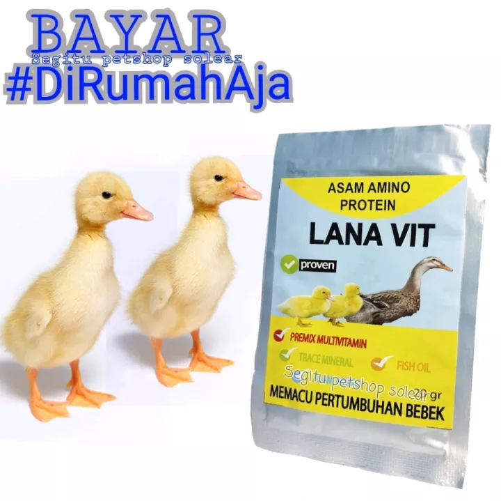 Detail Itik Dan Bebek Nomer 29