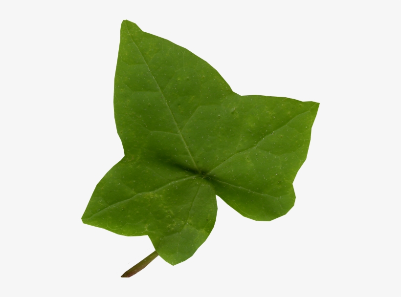 Ivy Leaf Png - KibrisPDR