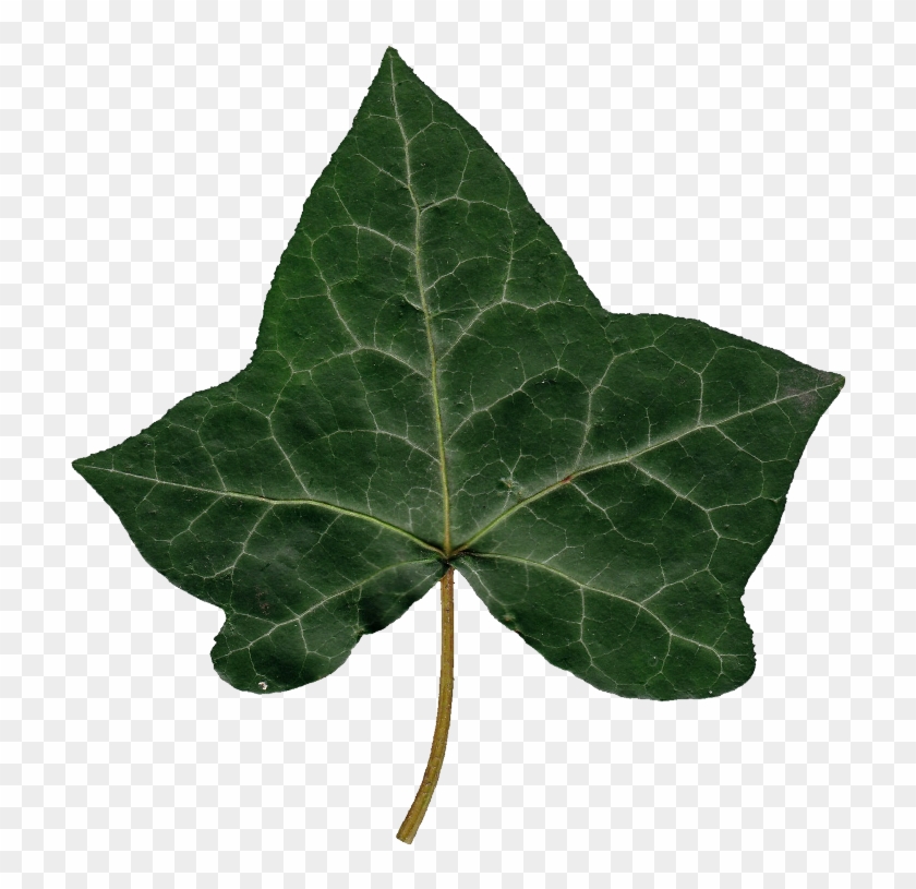 Detail Ivy Leaf Png Nomer 2