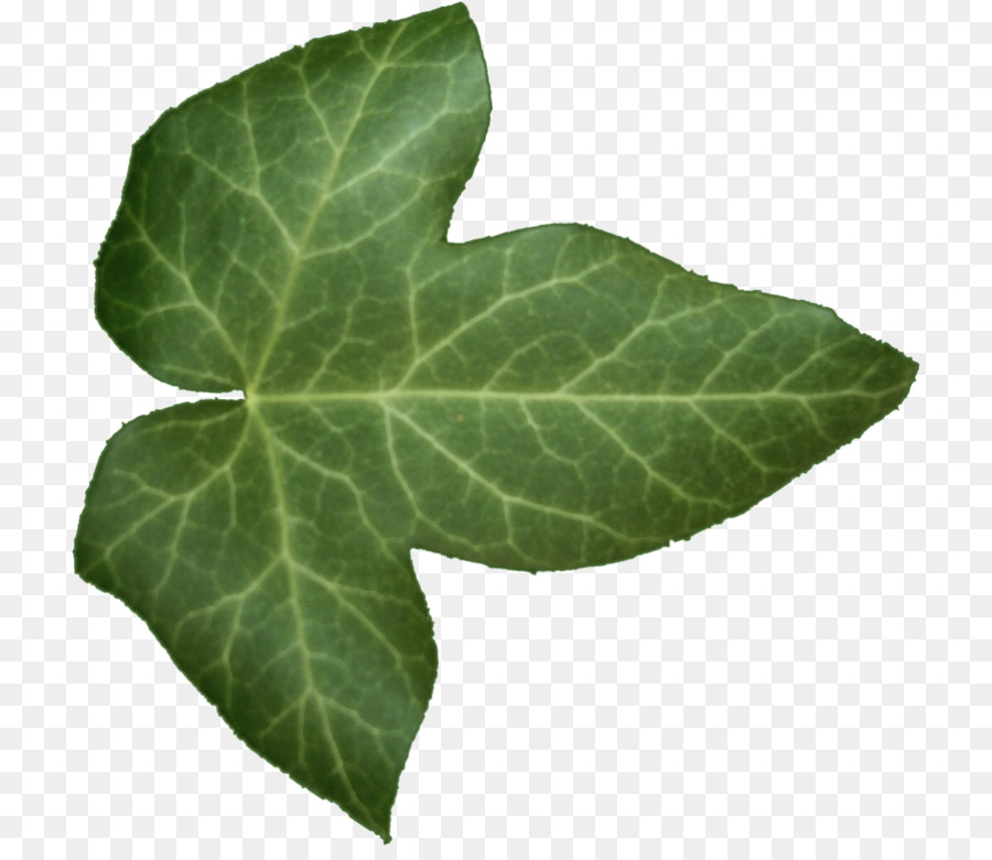 Detail Ivy Leaf Png Nomer 10