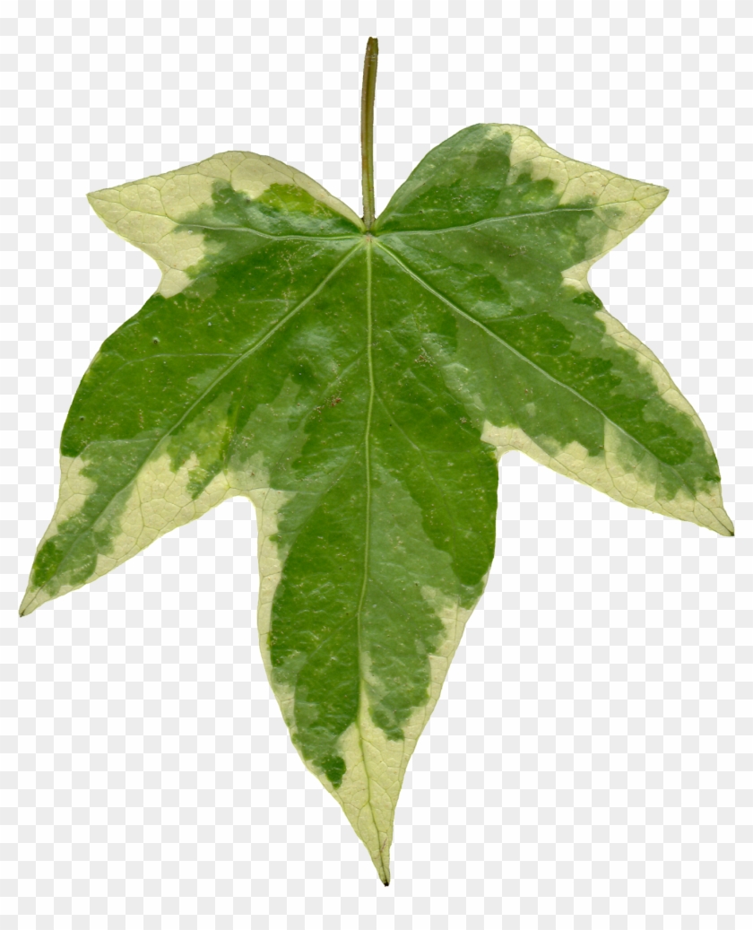 Detail Ivy Leaf Png Nomer 14