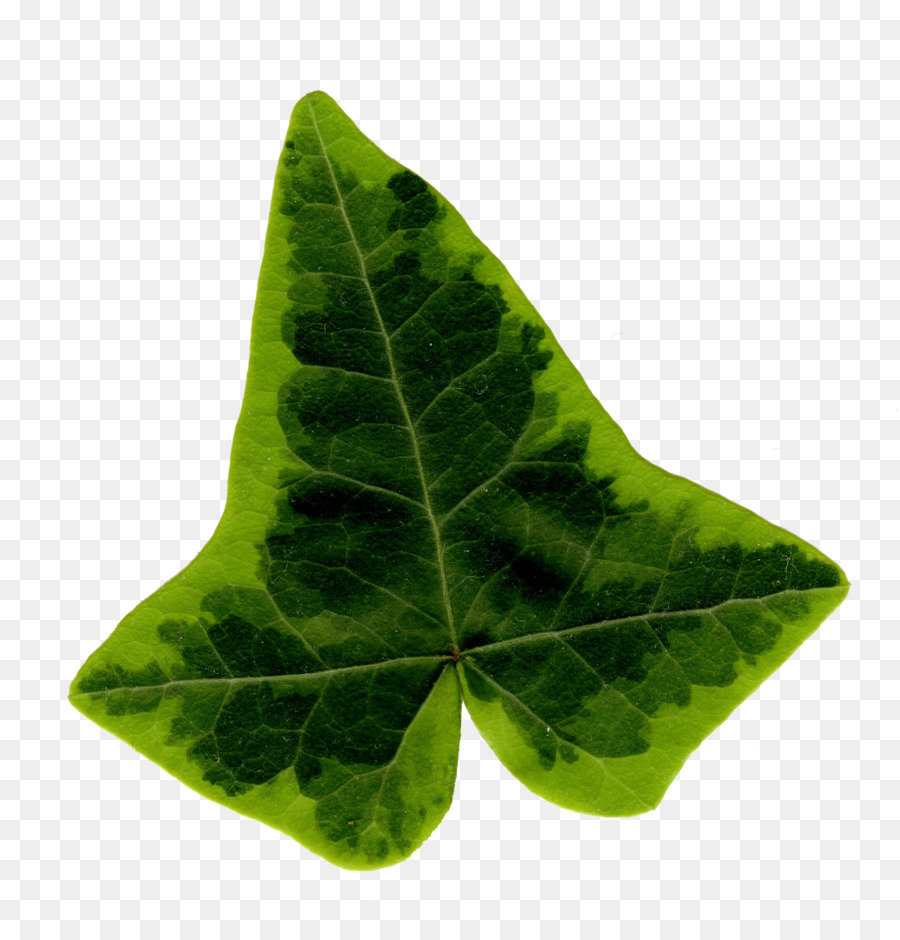 Detail Ivy Leaf Png Nomer 15