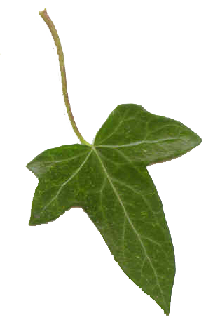 Detail Ivy Leaf Png Nomer 17